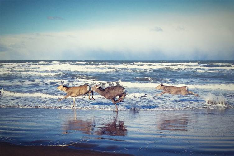 Deer Running on the beach