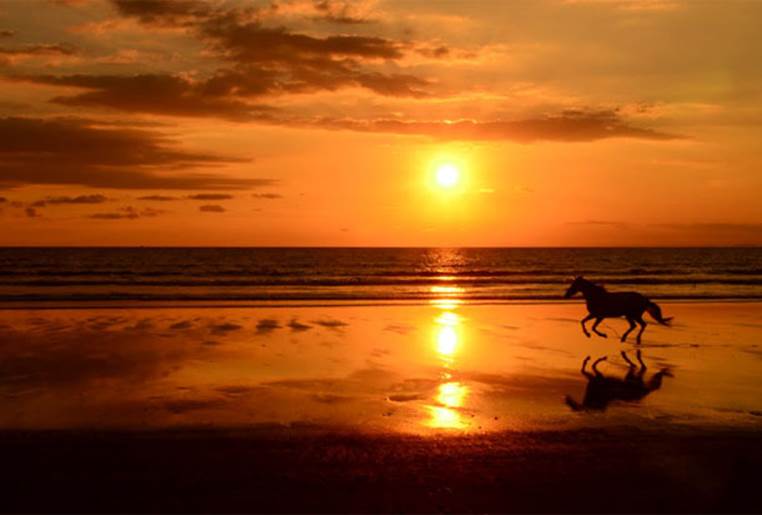 sunset beach horse