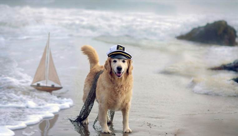 sailor dog