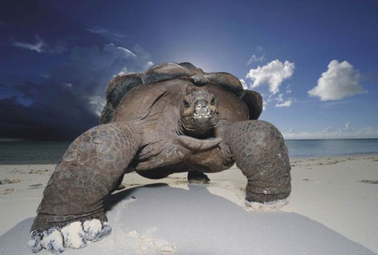 Tortoise beach