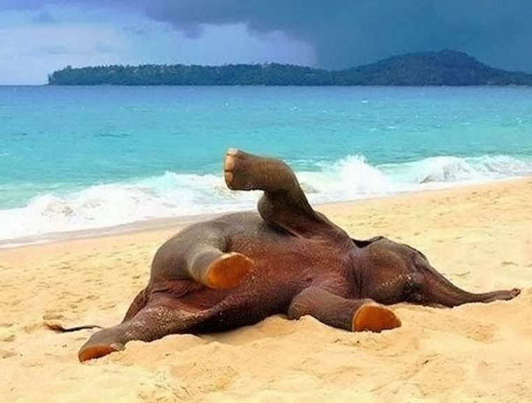 Elephant rolling in the sand