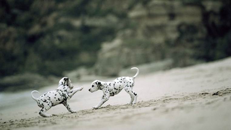 puppies playing on the beach