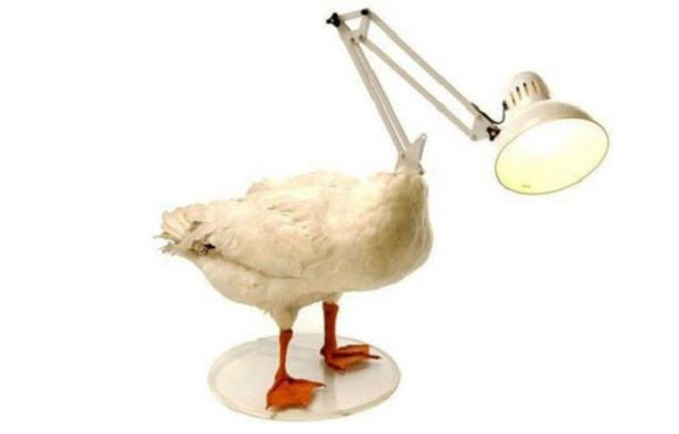 http://cdn2.list25.com/wp-content/uploads/2013/06/duck-lamp.png