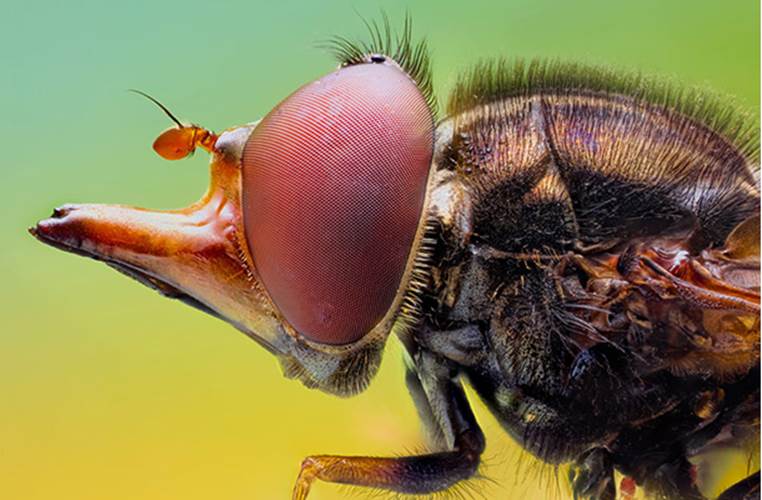 http://cdn4.list25.com/wp-content/uploads/2013/03/hoverfly.png