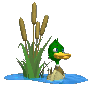 duck and bullrushes animations