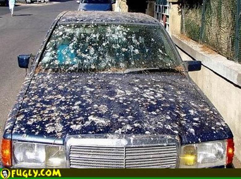 http://www.fugly.com/media/IMAGES/Gross/car-covered-with-bird-crap.jpg