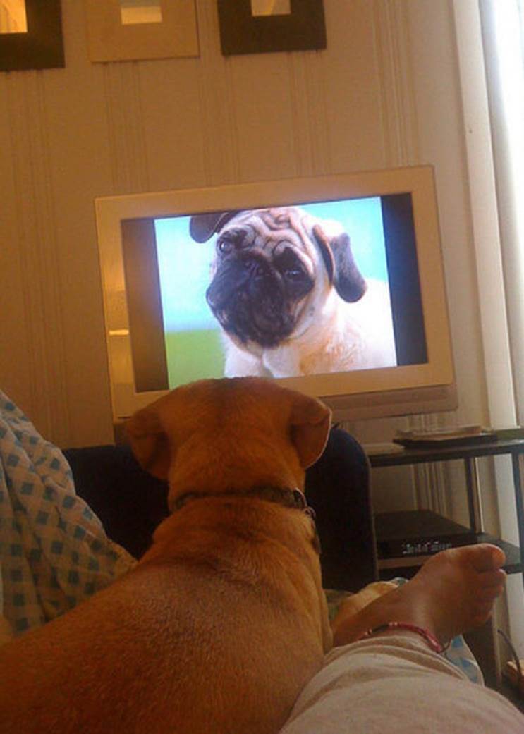 tv isnt just 640 71 Funny: Animals watching TV
