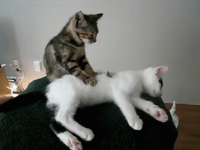 funny_cats_gifs_19