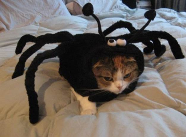 http://cdn.ymaservices.com/editorial_service/media/images/000/013/271/original/these_pets_are_sure_to_make_their_owners_pay_for_their_dud_costumes_640_01.jpg.jpg?1404125709