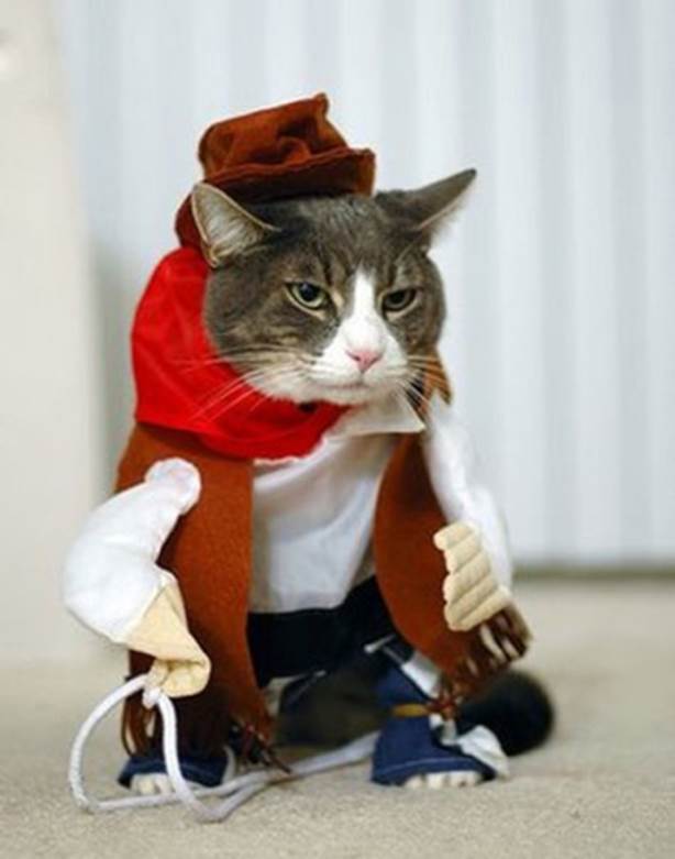 http://cdn.ymaservices.com/editorial_service/media/images/000/013/272/original/these_pets_are_sure_to_make_their_owners_pay_for_their_dud_costumes_640_20.jpg.jpg?1404125709
