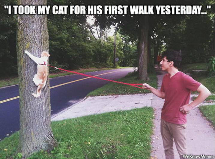 http://weknowmemes.com/wp-content/uploads/2014/09/funny-cat-pictures-taking-cat-for-walk.jpg