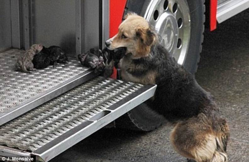 Love: A heroic mother dog saved her ten-day-old puppies from a house fire in Santa Rosa de Temuco, Chile on Thursday