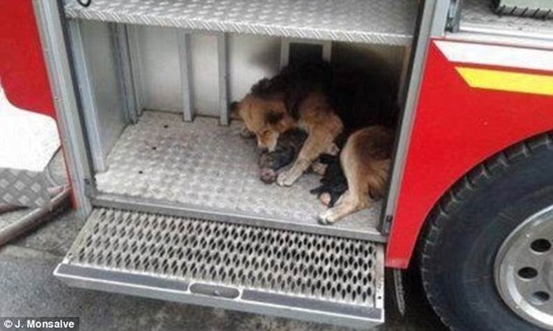 Safe: She gently placed the pups on the steps of the fire-truck as firefighters fought the blaze and protected them with her body