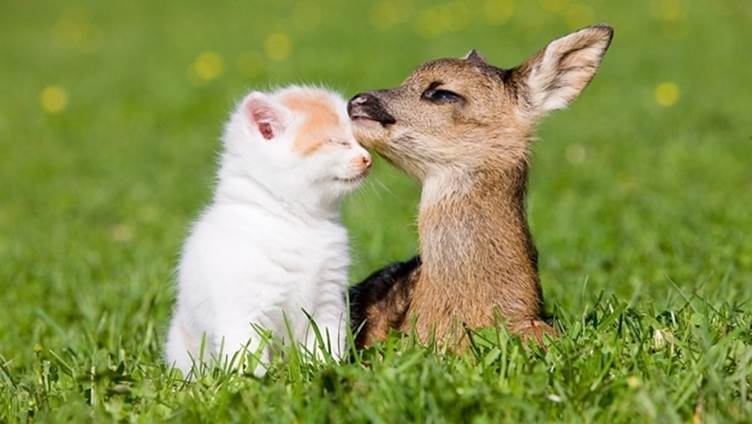 And a kitten who is friends with a fawn.