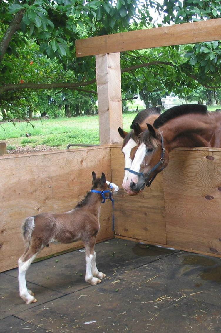 Two grown-up horses who are having a business meeting with a young entrepreneur.