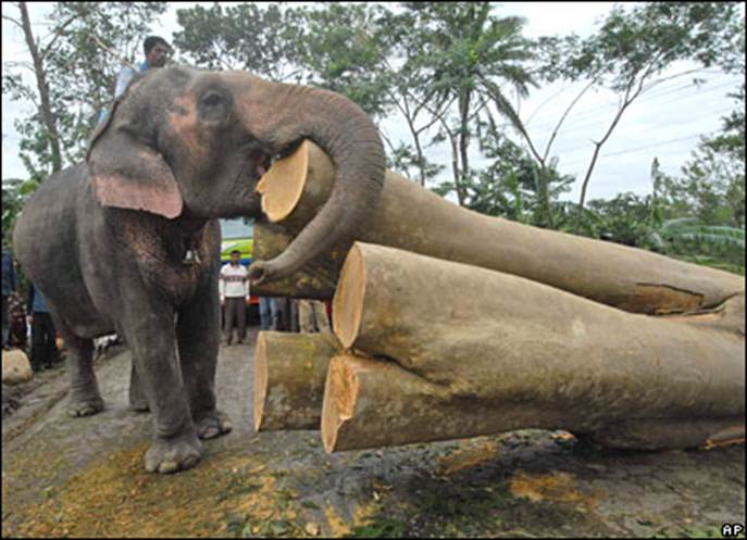 https://facinatingamazinganimals.files.wordpress.com/2012/08/elephant-carrying-wood.jpg
