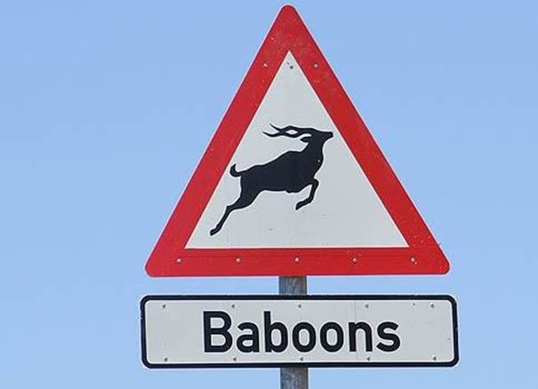 https://tradesman4u.files.wordpress.com/2012/06/baboons-with-antlers2.jpg?w=1000&h=