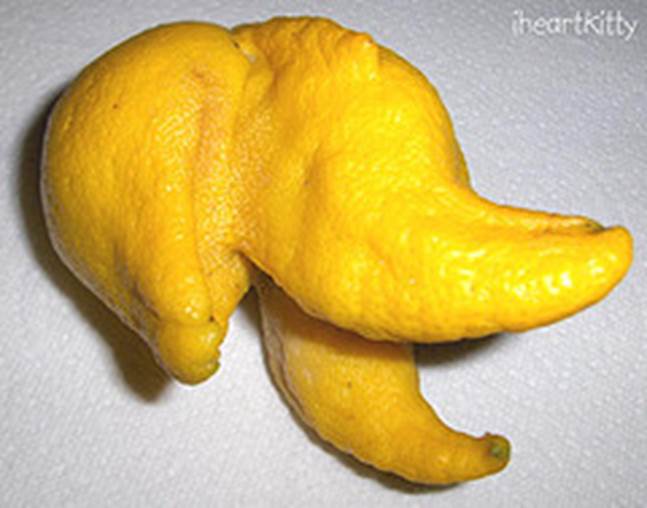monster lemon (iheartkitty) Tags: monster yellow fruit weird crazy lemon citrus deformed tentacles