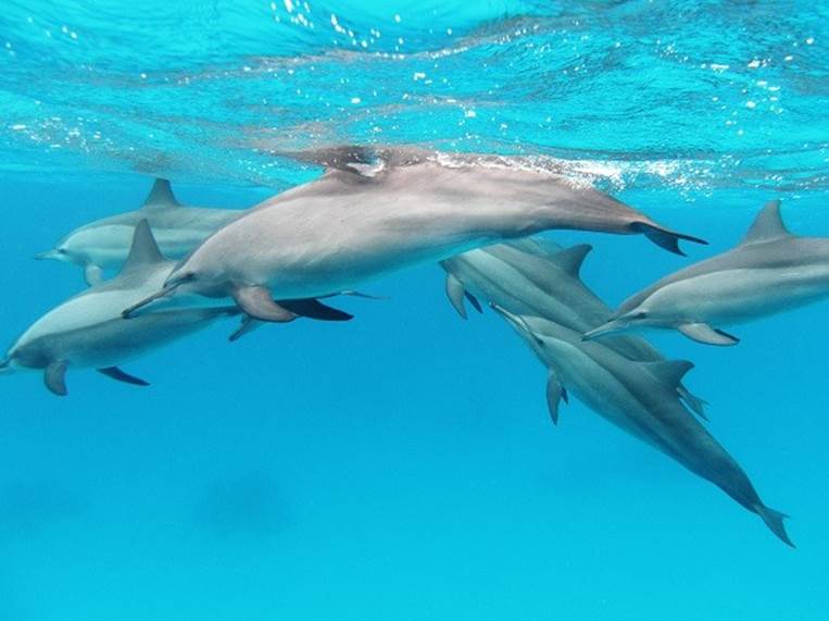spinner dolphin pod