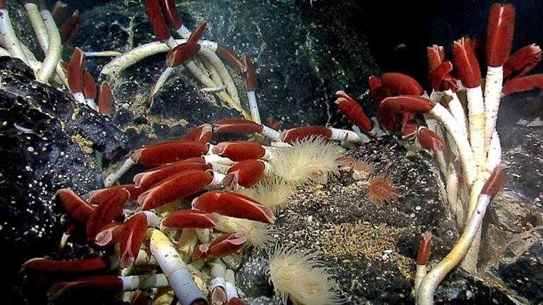 Riftia tube worm colony