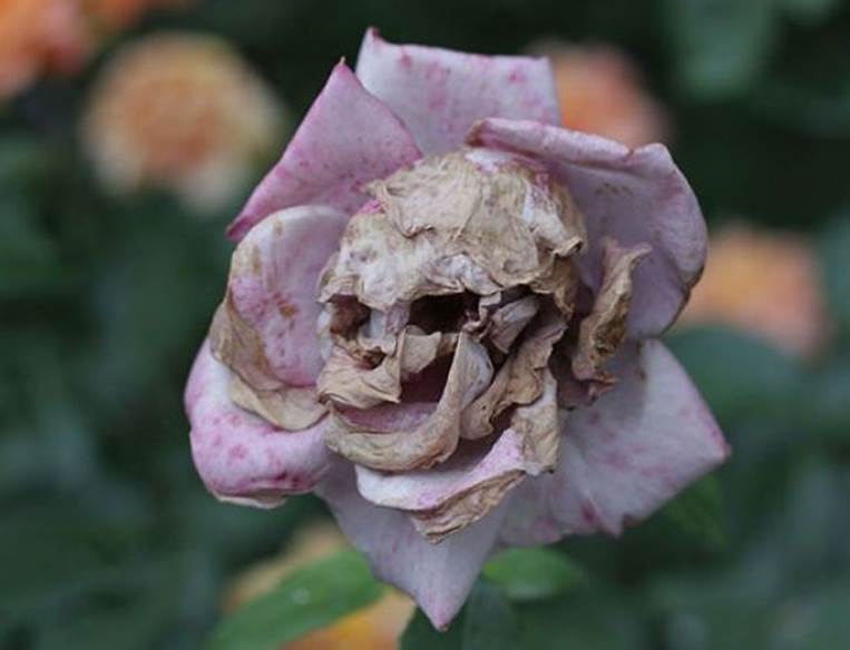 deadly rose