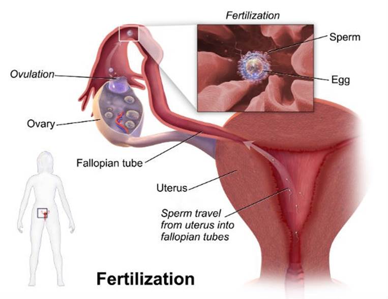 The largest cell in the human body is the female egg and ironically the smallest is the sperm cell. A woman’s egg is actually the only cell in the body that is visible to the naked eye.