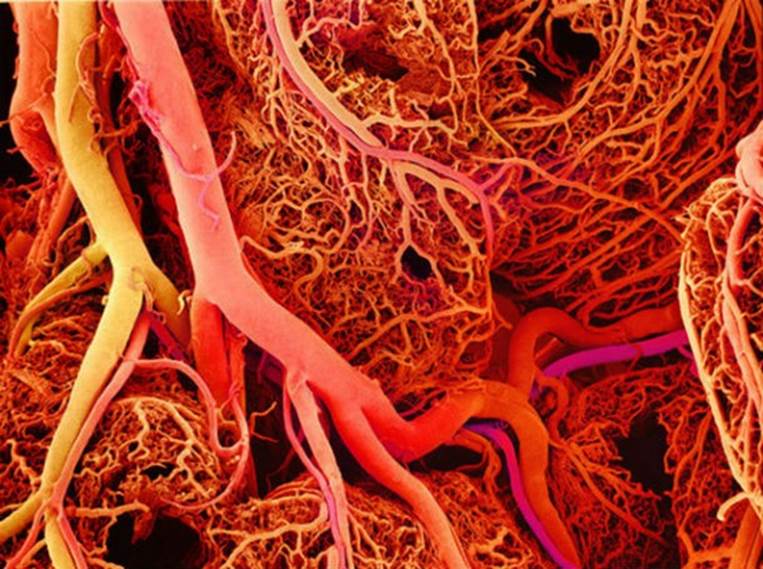 It is estimated that the human body has about sixty thousand miles of blood vessels.