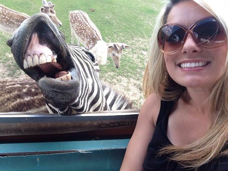zebra selfie