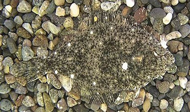Stone Flounder
