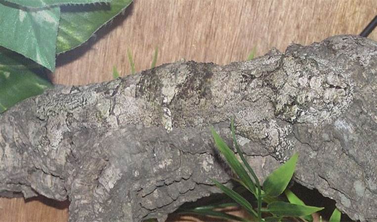 Camouflaged Leaf Tail Gecko