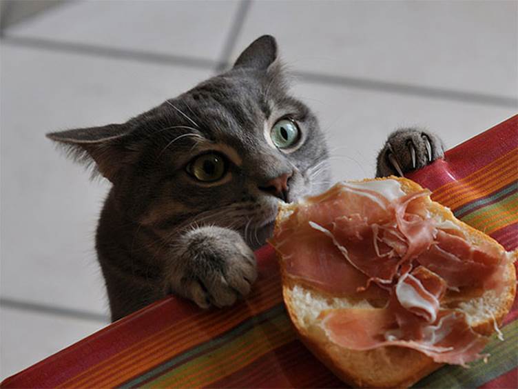 funny pictures of cats caught red-handed