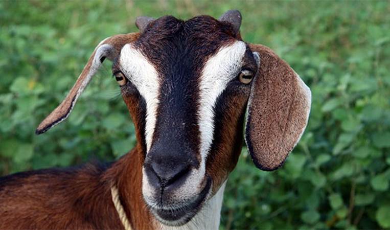 If you though the squirrels were bad, in 2009 Nigerian officials arrest a goat for suspicion of armed robbery