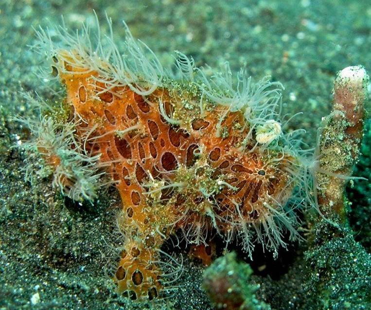 juvenile hairy frogfish