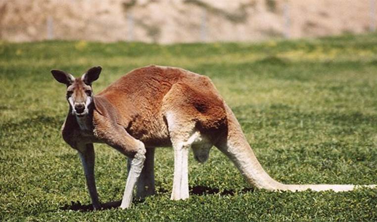 Since kangaroos rarely release methane, scientists are trying to harvest the bacteria in their colons so that they can transfer this ability to livestock (in order to reduce greenhouse gas emissions)