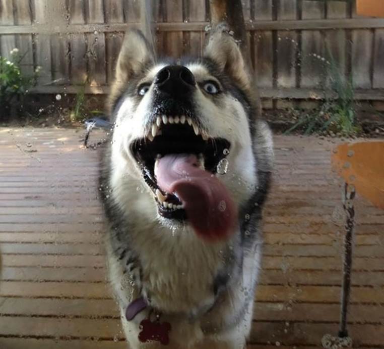 dog licking glass