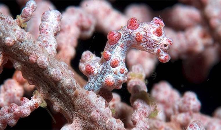 Camouflaged Pygmy Seahorse