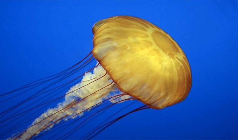 Peeing on a jellyfish sting neutralizes the pain