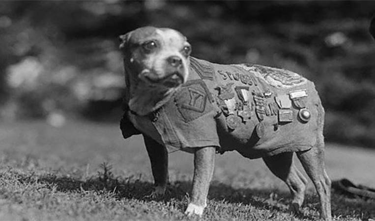 Sergeant Stubby was an American war dog that was promoted during World War II. He became somewhat of a legend, but one of his most famous exploits was holding a German spy captive until Allied forces arrived