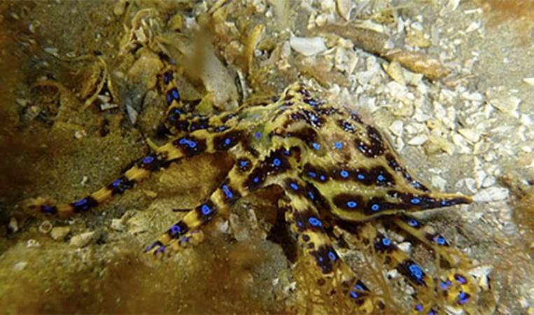 The blue ringed octopus is one of the smallest and deadliest animals in the world. To make things worse, its venom has no antidote