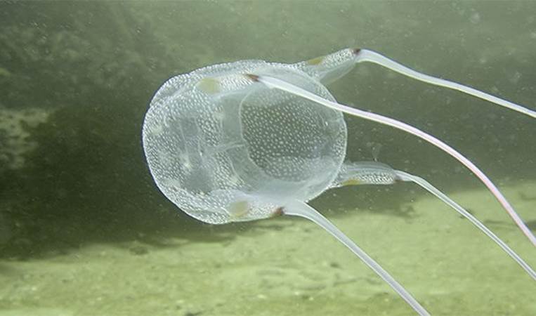 The box jellyfish has venom that is so powerful, its human victims have been known to have heart failure and drown before reaching shore