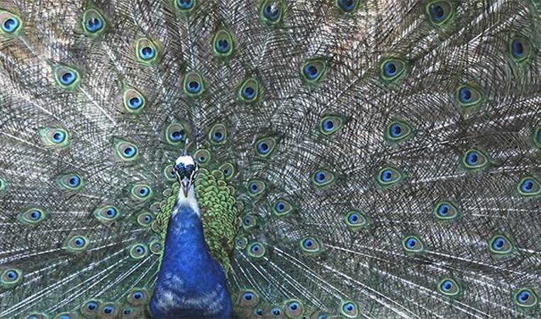 Peacock feathers are actually brown. It is their microscopic structure (structural pigmentation) that causes them to reflect so many colors like red, blue, and green