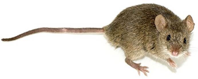 Never, ever, ever sweep or vacuum mouse poop. It will aerosolize (disperse in the air) the poop and that can give you hantavirus. According to the CDC you should spray it with bleach and water to keep it from becoming airborne and then sweep it up.