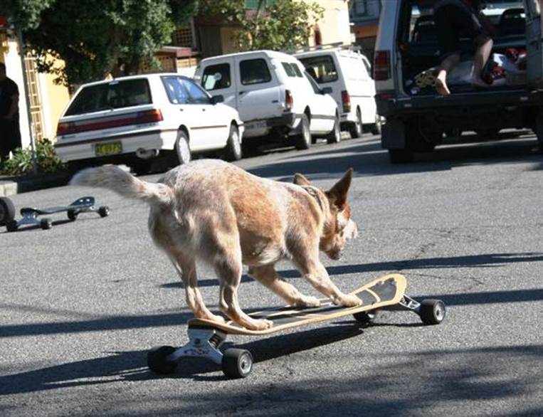 dog_skating
