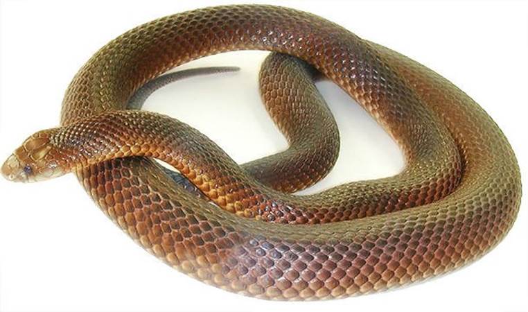 Mulga snake (King brown snake)