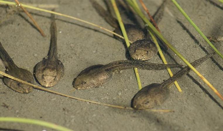 What species of Costa Rican tadpole tastes the best?