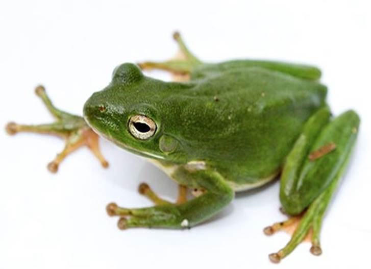 Can magnets levitate a frog?