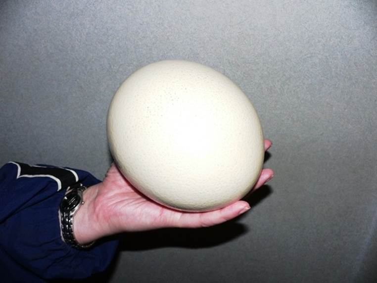 Ostrich_egg
