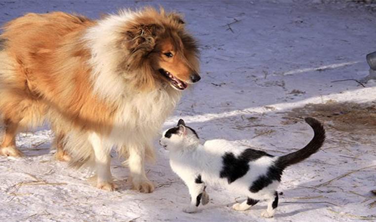 Google favors dogs over cats. Even in their code of conduct it says that they are a 