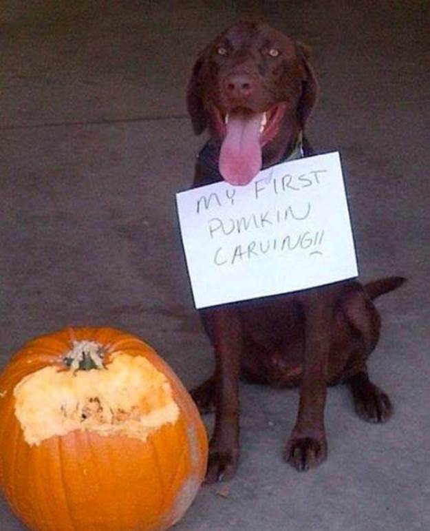 Hilarious Dog Shame Pumpkin Carving