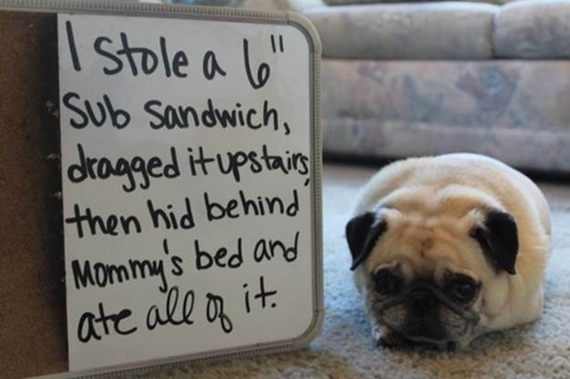 Dog Shaming Pictures Sub Sandwich
